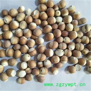 芡实 芡实1.0 产地 广东省图4