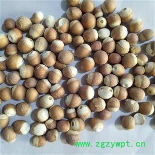 芡实 芡实1.0 产地 广东省图2