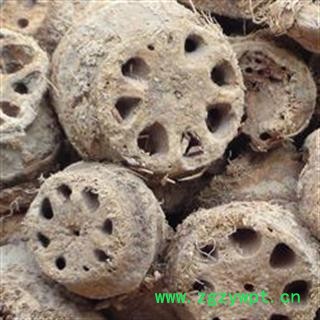 藕节 精品生藕节 无虫蛀无霉变  产地直销 产地 山东省图2