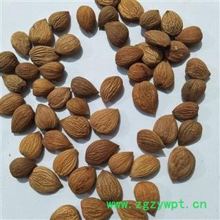 苦杏仁 苦杏仁选货 产地 内蒙古自治区图3