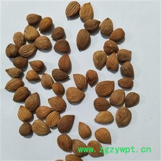 苦杏仁 苦杏仁选货 产地 内蒙古自治区图4