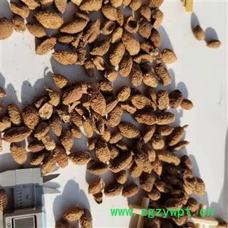 砂仁 选 产地 海外图3