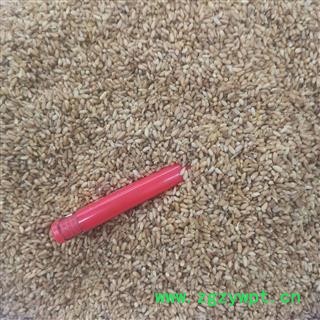 柏子仁 柏子仁统货 产地 河北省邢台市图4