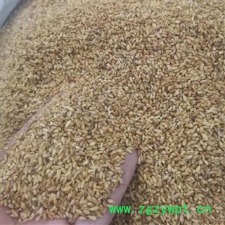 柏子仁 柏子仁统货 产地 河北省邢台市图2