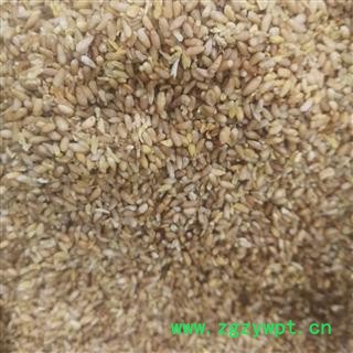 柏子仁 柏子仁统货 产地 河北省邢台市图3