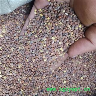 莱菔子 莱菔子统货 产地 甘肃省图2