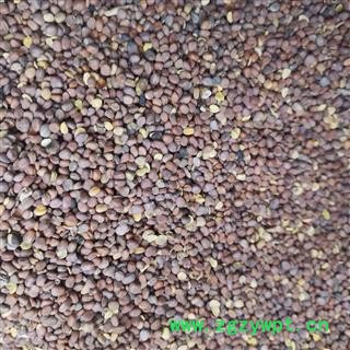 莱菔子 莱菔子统货 产地 甘肃省图4