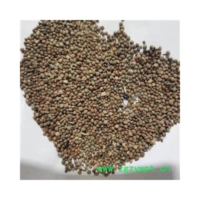 紫苏子 紫苏子净货 产地 安徽省