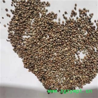 紫苏子 紫苏子净货 产地 安徽省图2