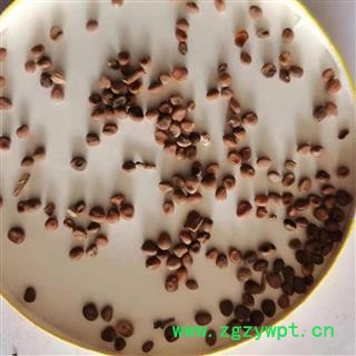 莱菔子 云南莱菔子统货 产地 云南省图3