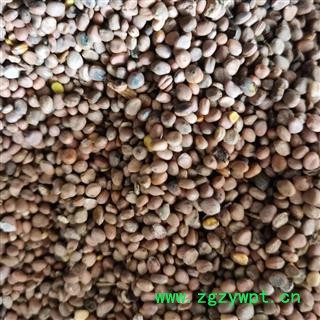 莱菔子 云南莱菔子统货 产地 云南省图2