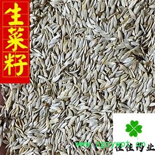 生菜籽 净货 新货 选货 白巨胜 莴苣子 生菜子 产地直销 供应各类中药材 产地 河北省图2