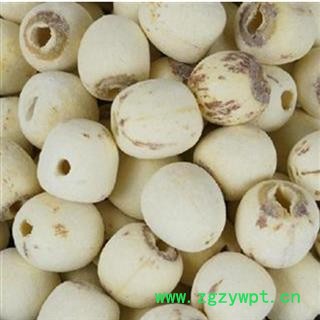 茗生春生物科技    白莲子 选 产地 湖南省湘潭市岳塘区图2