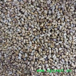 决明子 国产决明子选货 无杂质 质量好 产地 山东省 小影全品类中药材店铺图2