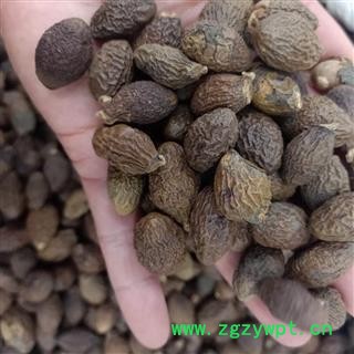 胖大海 胖大海圆粒统货 产地 广西壮族自治区 小影全品类中药材店铺图2