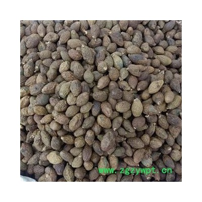 胖大海 胖大海圆粒统货 产地 广西壮族自治区 小影全品类中药材店铺