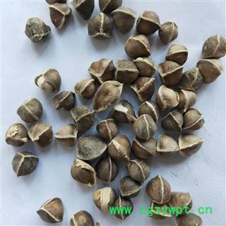 辣木籽 本店新到辣木籽中选货货干无硫磺 产地 海外图2