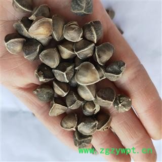 辣木籽 本店新到辣木籽中选货货干无硫磺 产地 海外图3