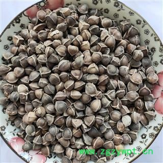 辣木籽 本店新到辣木籽中选货货干无硫磺 产地 海外图4