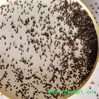 车前子 车前子净货 产地 四川省图2