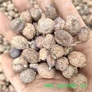 （包邮）特级阳春砂仁