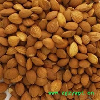 山桃仁 山桃仁统货 1公斤 产地 山西图3