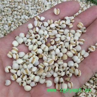 道地珍品  优质贵州薏米  95货  亳州  隆兴中药图2
