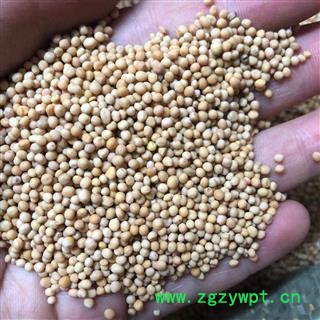 白芥子 优质 正品 统货 产地 四川省 小影全品类中药材店铺图2