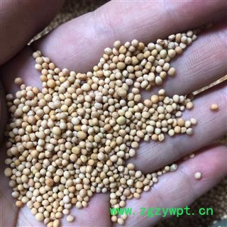 白芥子 优质 正品 统货 产地 四川省 小影全品类中药材店铺图3