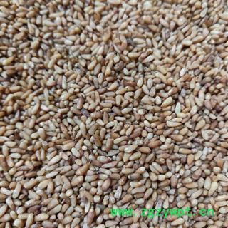 柏子仁 产地直销新货柏子仁精选货 产地 山东省图3