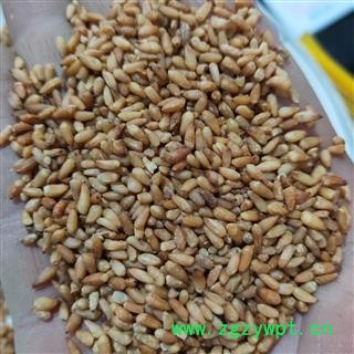 柏子仁 产地直销新货柏子仁精选货 产地 山东省图4