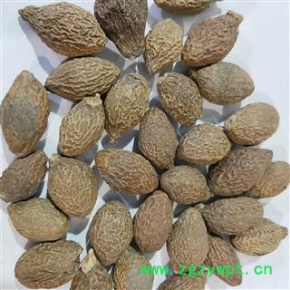 胖大海 胖大海圆粒统货保证个个都能泡段开实物拍摄盗图必究产地 广西壮族自治区图4