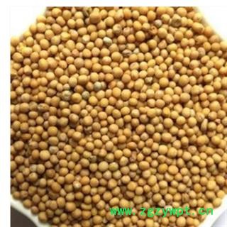 白芥子 正品四川白芥子 产地 四川省图3