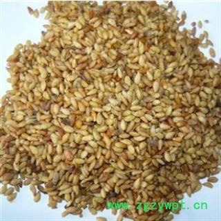 柏子仁 产地直销新货柏子仁好统货，产地 山东省图2