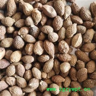 胖大海 胖大海圆粒统货 产地 广西壮族自治区图3