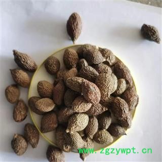 胖大海 胖大海圆粒统货 产地 广西壮族自治区图2