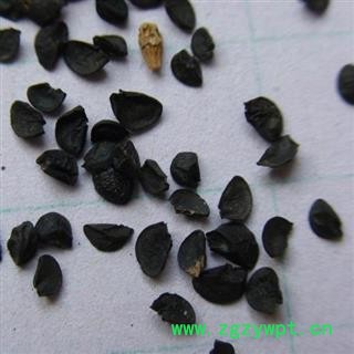 葱籽 葱子新货 选货 颜色好 产地直销 供应各种中药材 冷背货 矿石等 产地 山东省图3