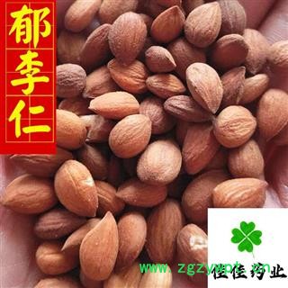 郁李仁 郁李仁选货 诚信铸就未来 产地山西省图3