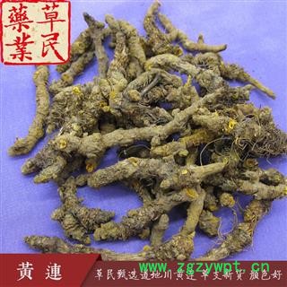 草民甄选雅连 道地川黄连 单支连新货 颜色好 专业批发量大从优图4