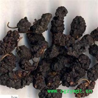 【录建药业】新货桑椹子1000克 产地直销 重在品质  干净无杂质   规格齐全 批发零售抓方打粉图3