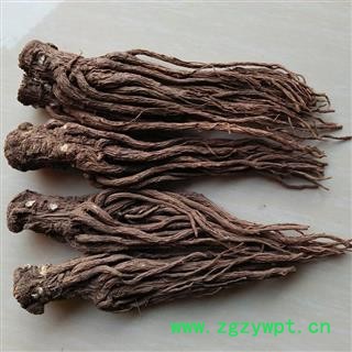 当归 当归头大个 产地 甘肃省图2