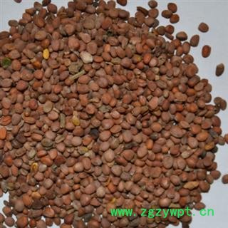 莱菔子 统 产地 河南省图3