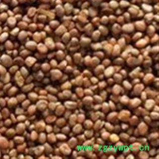 莱菔子 统 产地 河南省图2