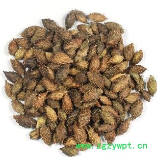 苍耳子 统 产地 山东省图2