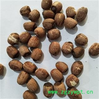 红莲子 湖南湖北实心红莲子个头匀称无虫蛀烂子 产地 湖南省图2