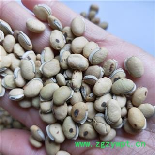 白扁豆 本店新到国产正品带边炒白扁豆 产地 云南省图3