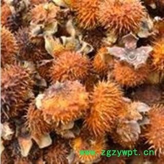 刺梨 选 供应各种中药材 产地 四川省 刺梨子图2