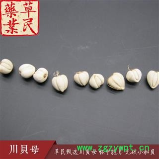 草民甄选川贝母 无硫小松贝 精品珍珠贝 怀中抱月 专业批发量大从优图3