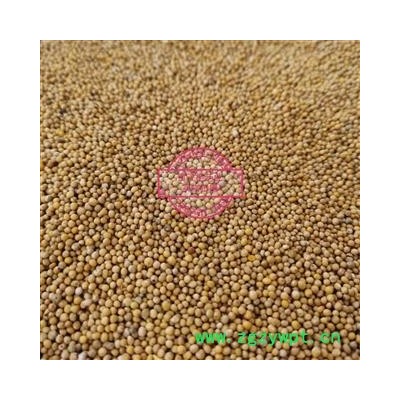 白芥子 炒白芥子选装 产地 四川省