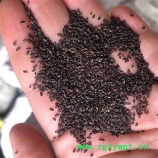 车前子 车前子净货 产地 四川省 小影全品类中药材店铺图3